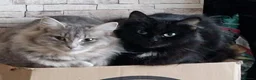 Siberian cats for sale: Beautiful siberian grey kittens - Advert 2
