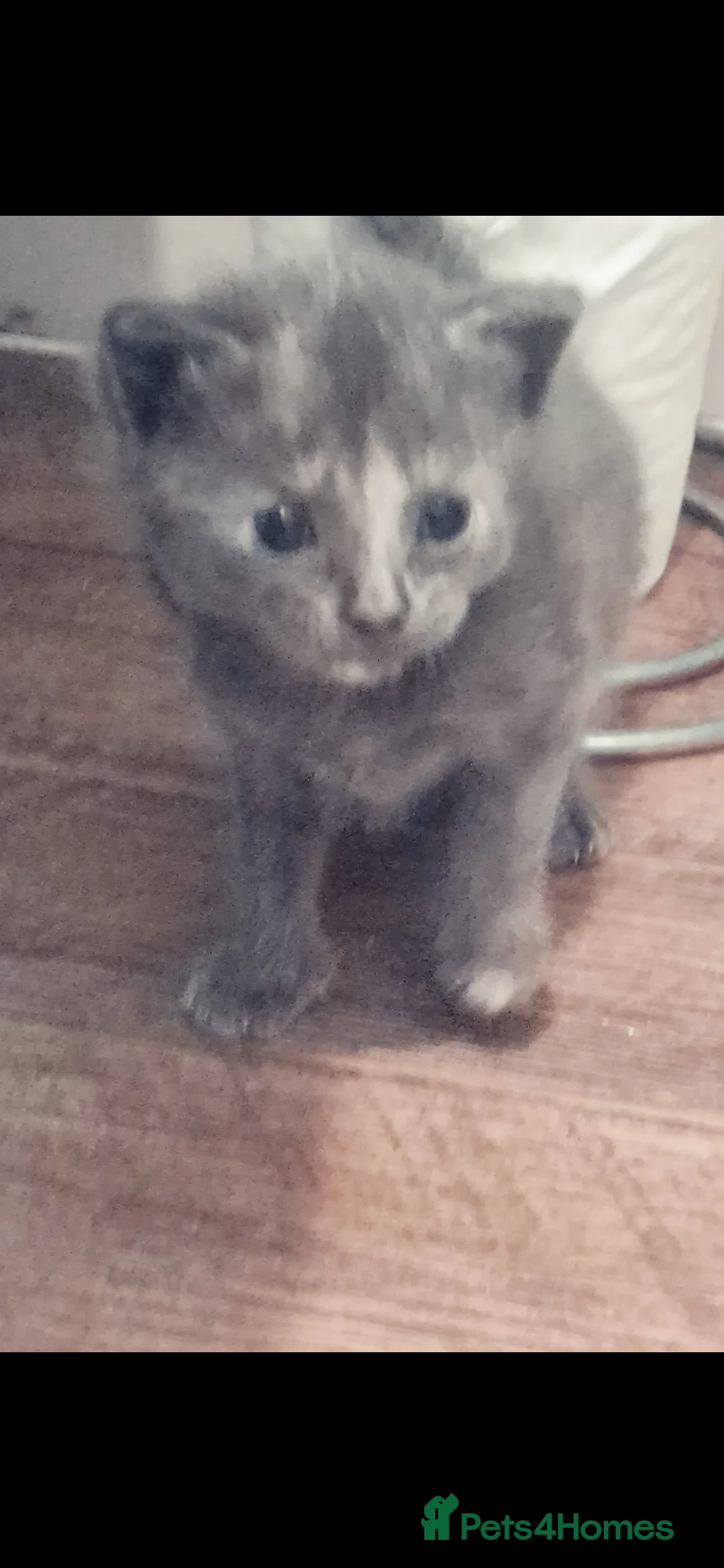 British Shorthair cats for sale: 4 beautiful kittens looking  for forever home  in Salisbury - Advert 2
