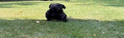Labrador Retriever dogs for sale: Handsome Labrador dogs available  in Durham - Advert 3