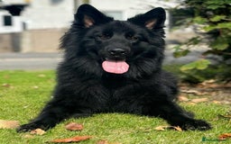 German Shepherd dogs for stud: Solid black german shepherd stud dog - Image 1