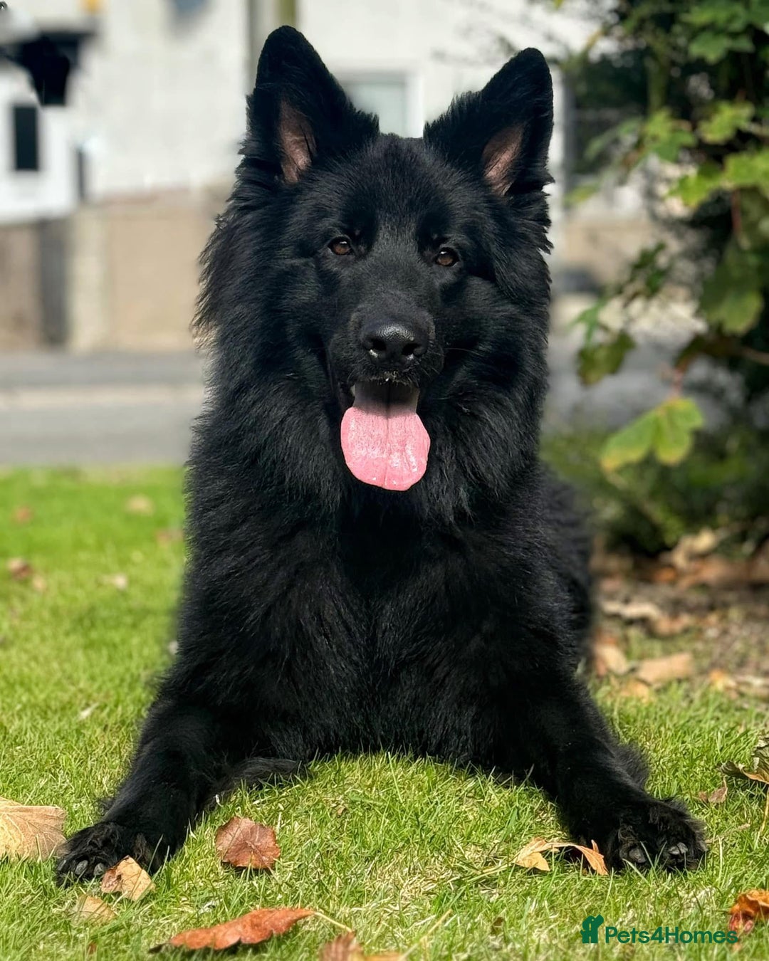 German Shepherd dogs for stud: Solid black german shepherd stud dog - Image 1