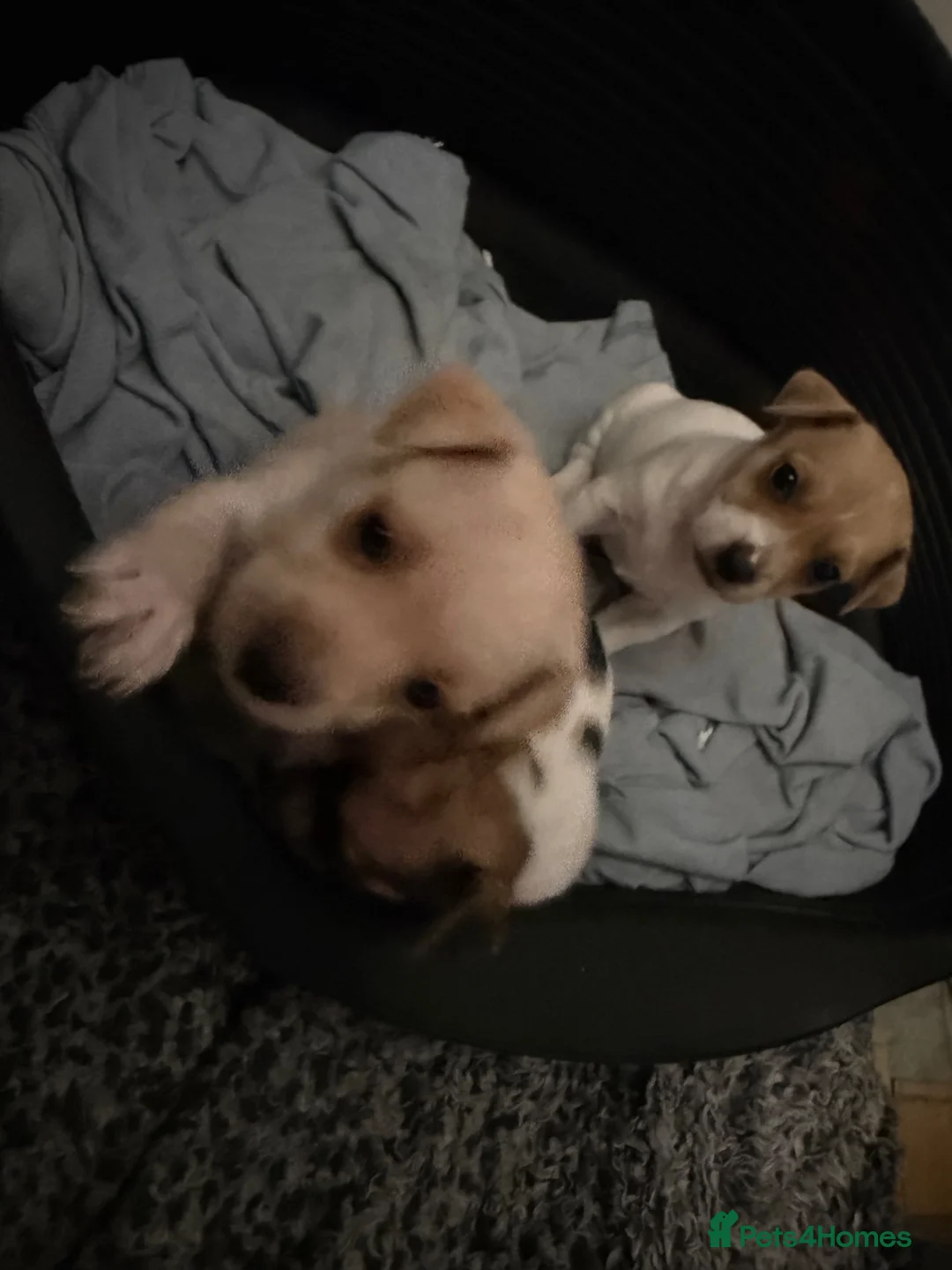Patterjack dogs for sale: Patterjack female puppies  - Advert 2
