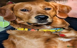 Golden Retriever dogs for sale: Gentle and loving Golden Retriever puppiess  - Image 20