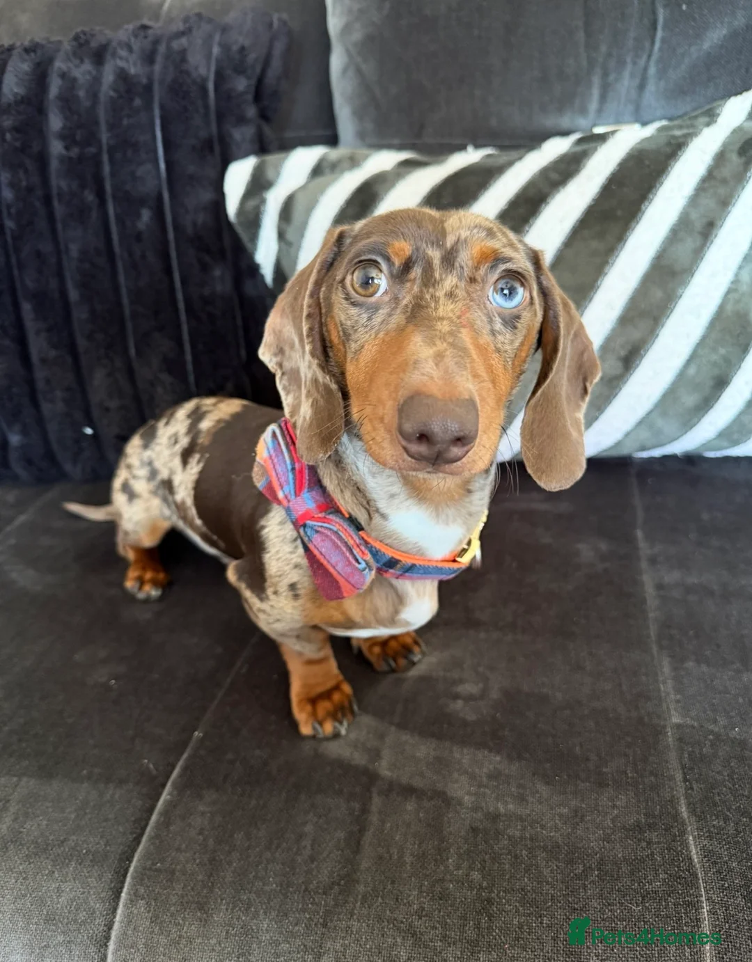 Miniature Dachshund dogs for stud: Miniature Dachshund Stud – Newt 🩵🤎 - Advert 1