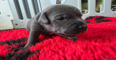 Staffordshire Bull Terrier dogs - Advert 14