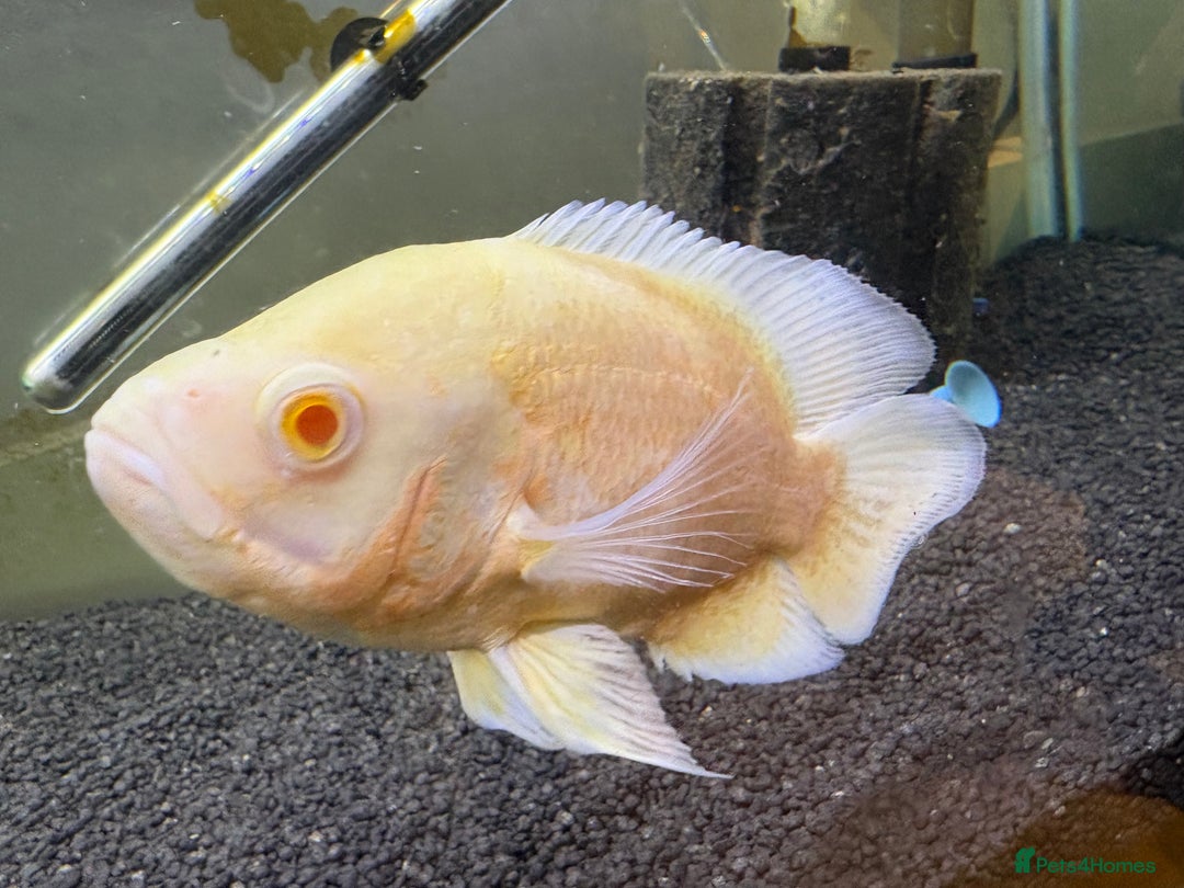 Other/Mixed Breed fish for sale: 2 Birchirs 2 Oscars - Image 7