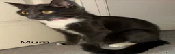 Domestic Shorthair cats for sale: 3 Black/Grey/Tabby Kittens - Advert 11