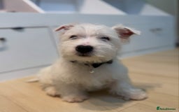 West Highland Terrier dogs for sale: 🤍🐾Westie Puppies ! 🐶🌼 - Image 3
