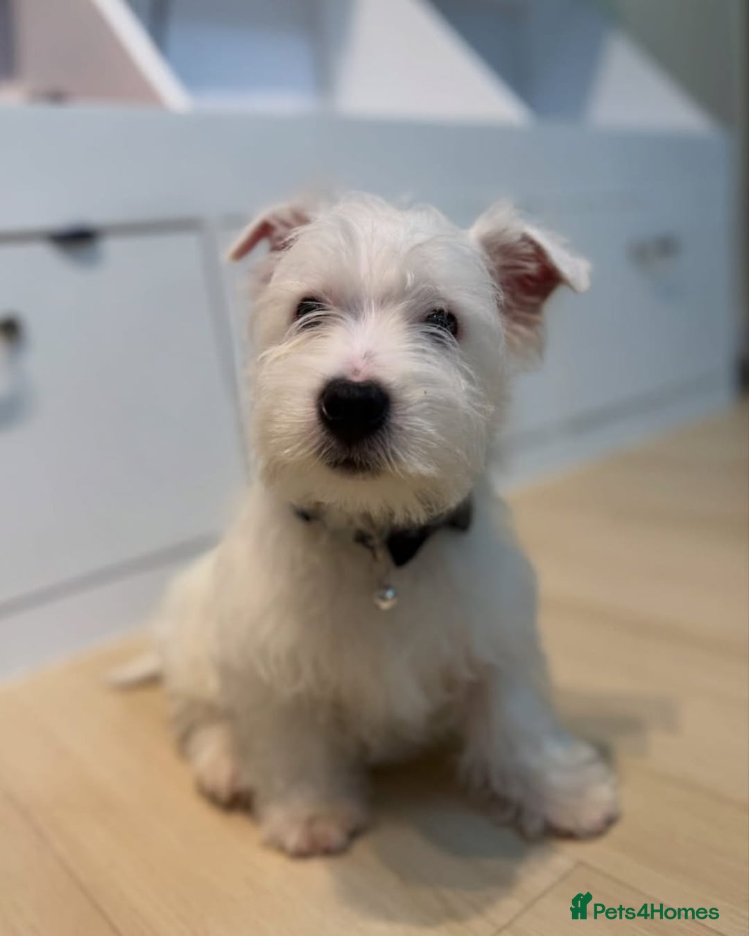 West Highland Terrier dogs for sale: 🤍🐾Westie Puppies ! 🐶🌼 - Image 3