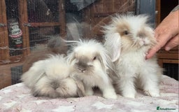 Mini Lion Lop rabbits for sale: Mini lop lops - Image 4