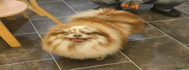 Cookie 