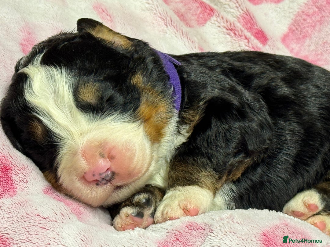 Bernese Mountain Dog dogs for sale: KC Registered Bernese Mountain Dog Puppies - Advert 7