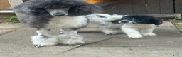 Mixed Breed dogs for sale:  bernedoodles - Advert 4