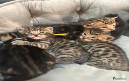 Bengal cats for sale: 5 bengal x tiger cubs for sale ragdoll x stunning - Image 3