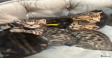 Bengal cats - Advert 4