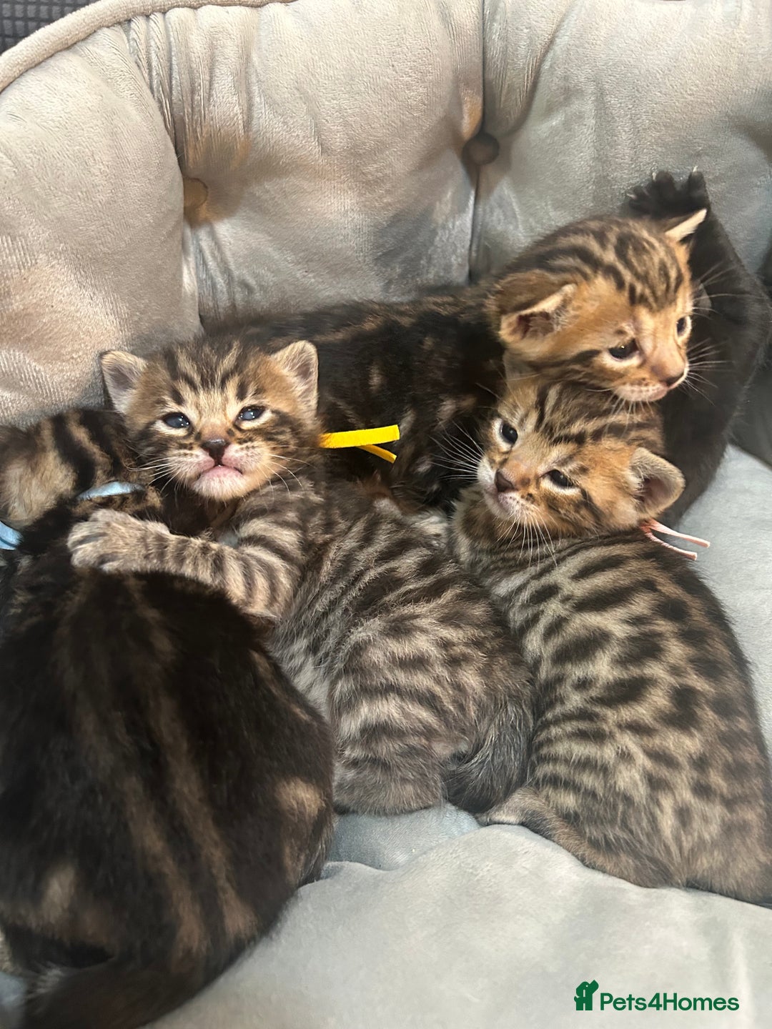 Bengal cats for sale: 5 bengal x tiger cubs for sale ragdoll x stunning - Image 3
