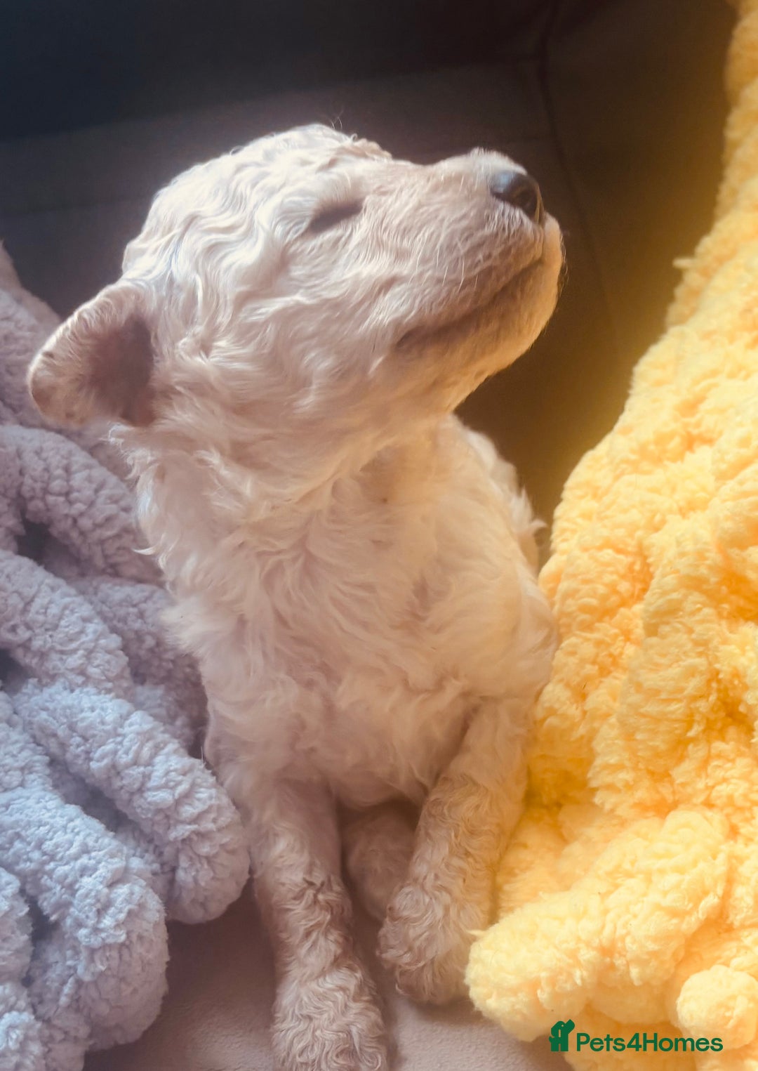 Standard Poodle dogs for sale: Standard poodle puppies - Image 7
