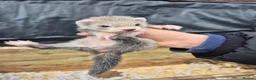 Ferret rodents for sale: Ferret kits  for sale  - Advert 5