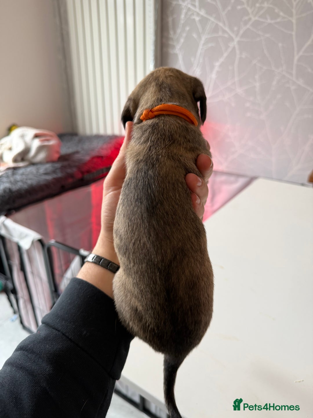 Mixed Breed dogs for sale: Bedlington x Whippet - Advert 35