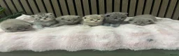 British Shorthair cats for sale: Pure British Shorthair  - Advert 7