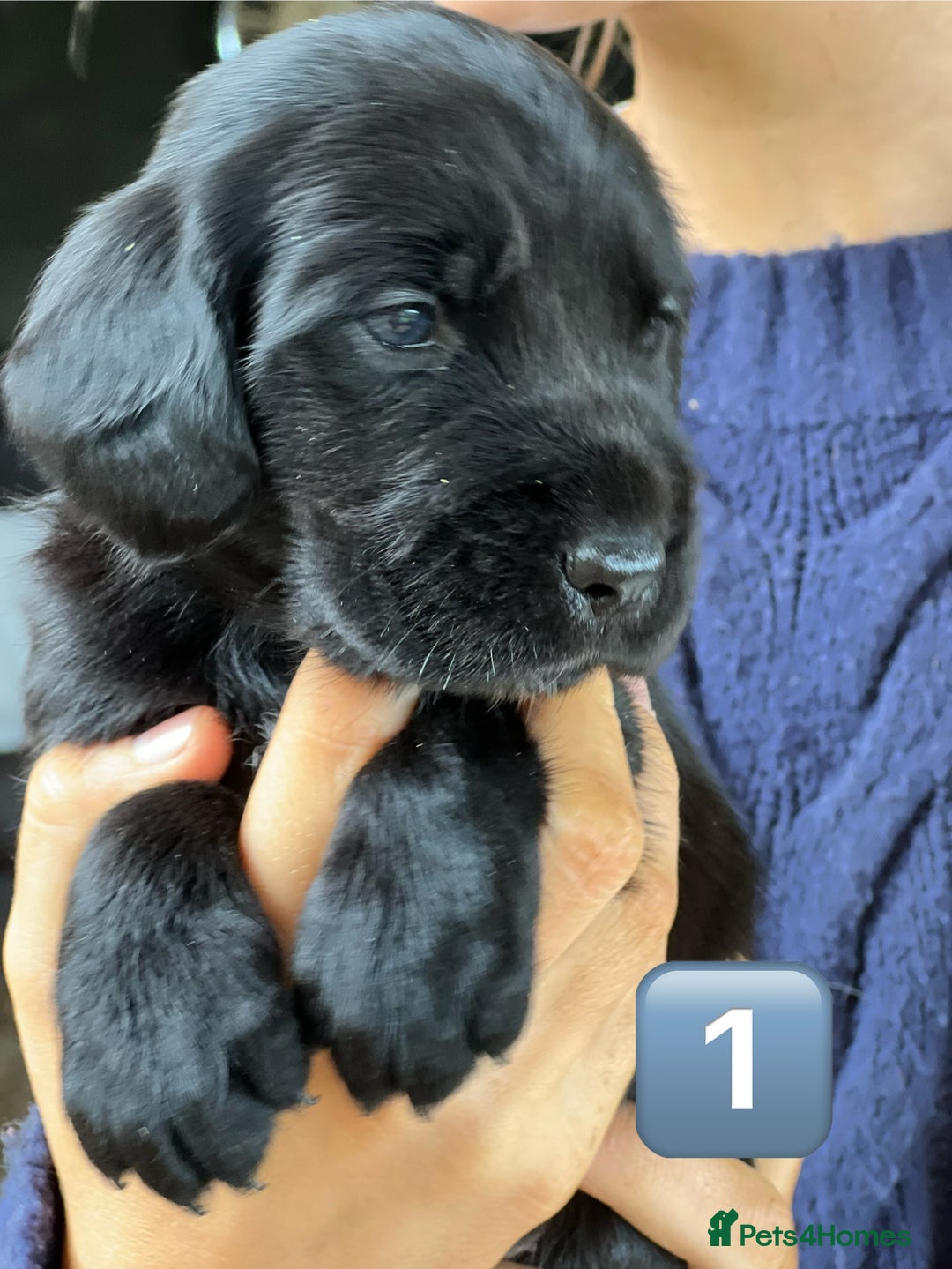 Mixed Breed dogs for sale: Outstanding sprollies pups for sale  - Image 24