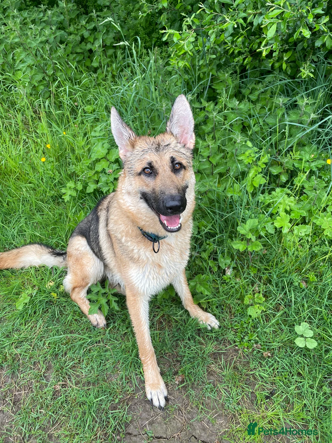 German Shepherd dogs for sale: Amber - German Shepard - Advert 4