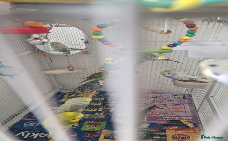 Budgerigars birds - Advert 2