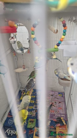 Budgerigars birds - Advert 2