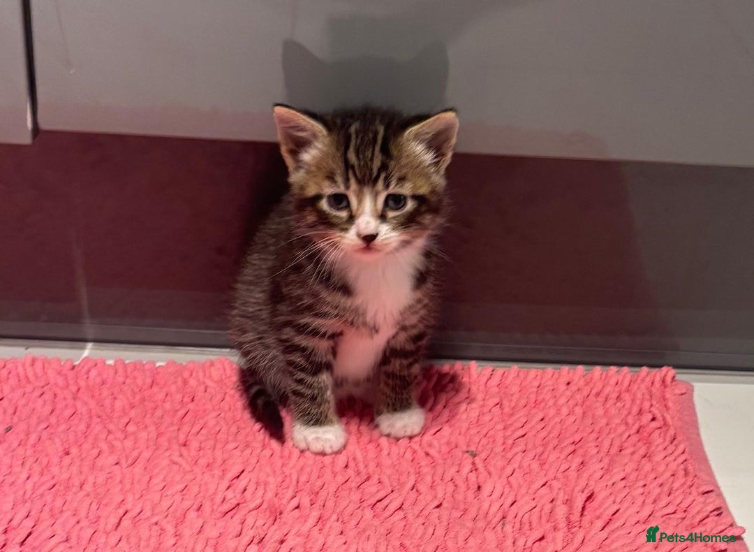 Mixed Breed cats for sale: Kittens ready for a new home  - Image 5