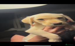 Labrador Retriever dogs for sale: Adorable Labradors ready for there forever  home  - Image 10