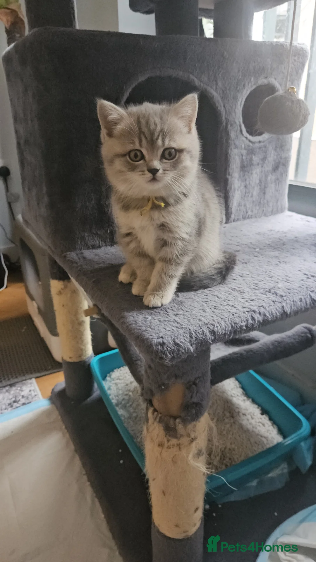 Scottish Fold cats for sale: Kittens for Sale – Healthy and Adorable! 🐱 - Advert 2