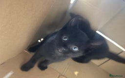 Mixed Breed cats for sale: Rare Bengal-Mix & Ginger Line Kittens  - Image 4
