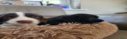 Cocker Spaniel dogs for sale: Kc reg cocker puppies  - Advert 5