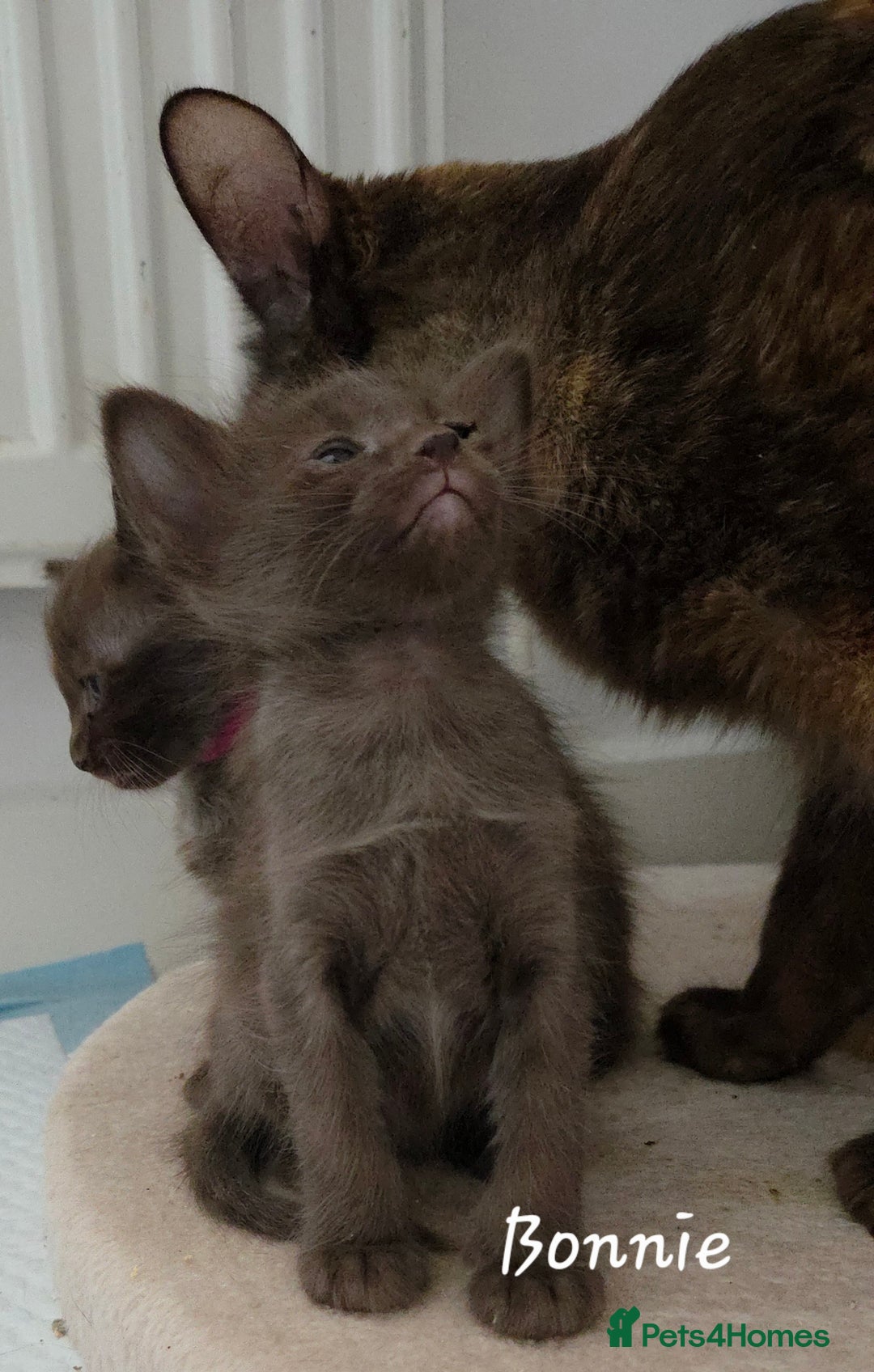 Oriental cats for sale: Beautiful GCCF registered Oriental Longhair girls - Image 12