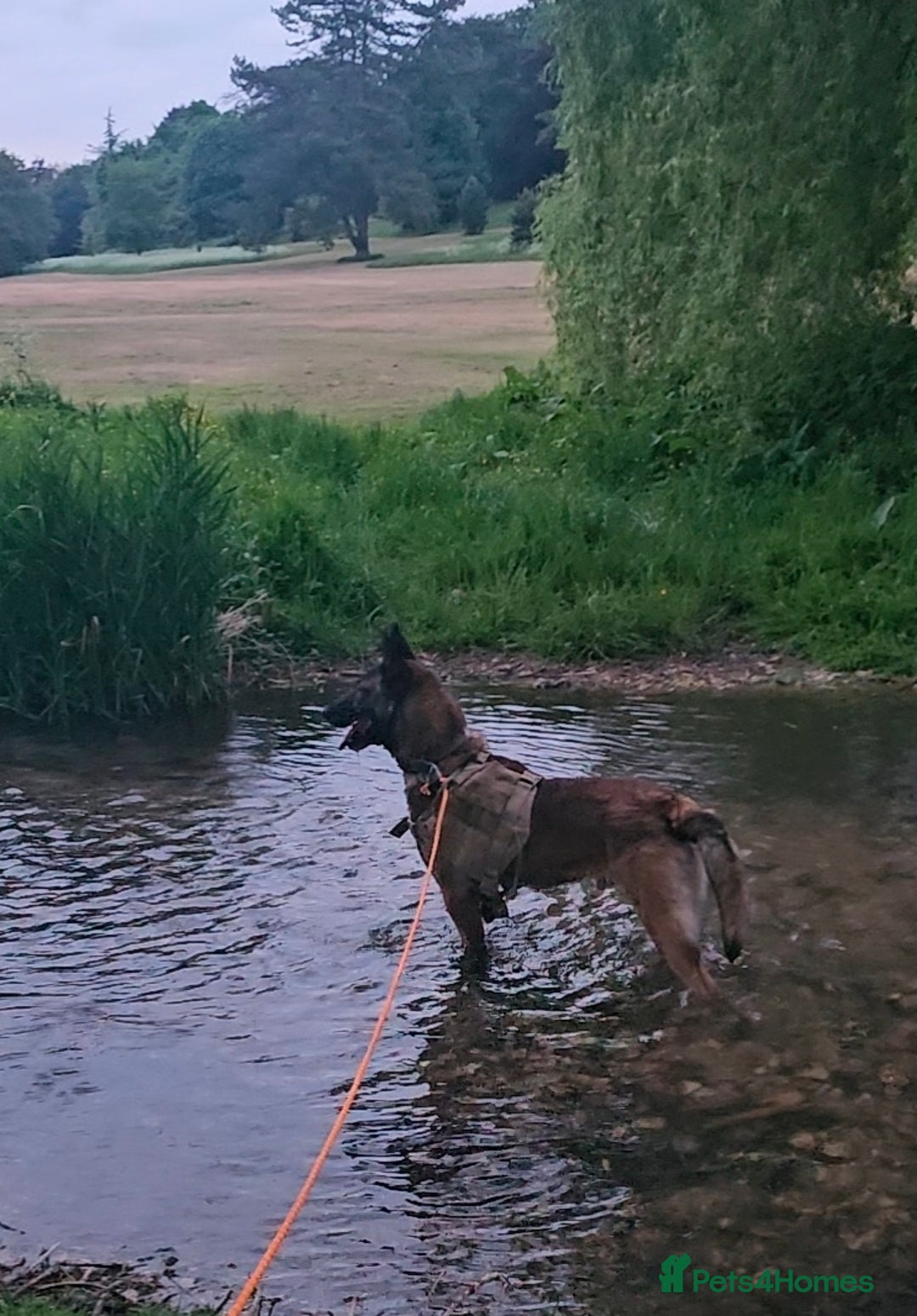 Belgian Shepherd Dog dogs for sale: Belgian Malnois Male  - Advert 3