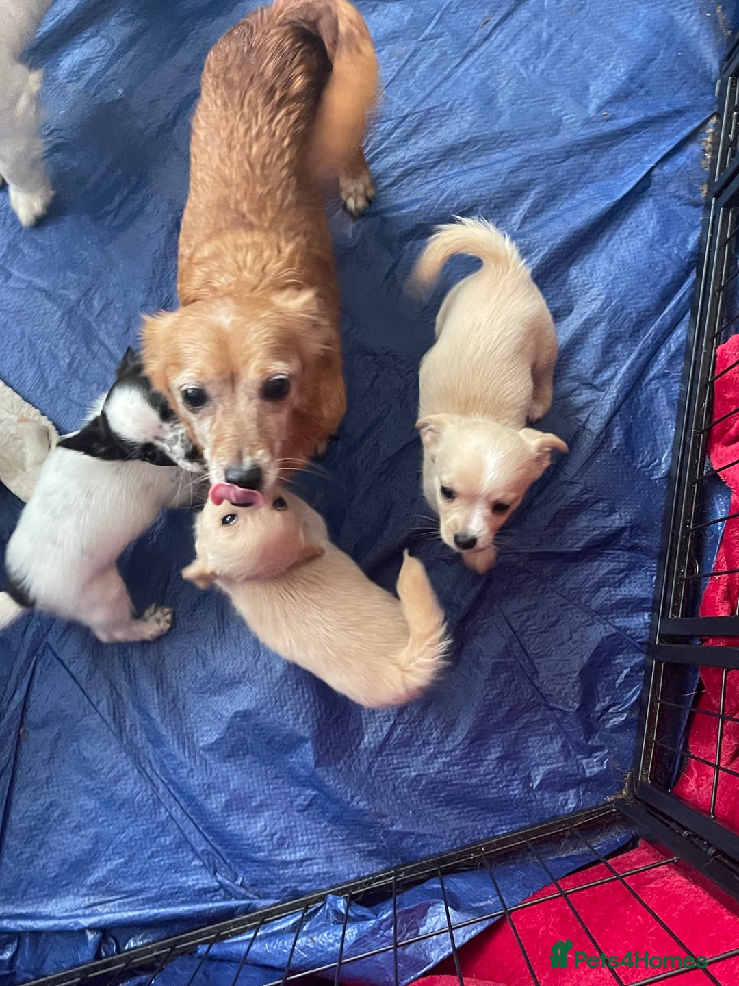 Mixed Breed dogs for sale: Puppies for sale - Image 9