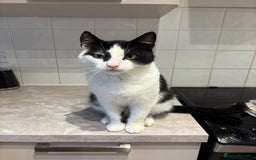 Domestic Shorthair cats for sale: Beautiful cats - Image 6