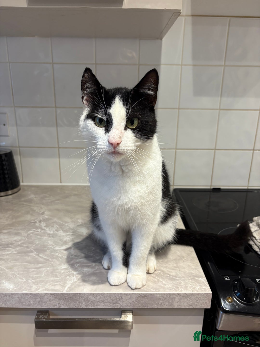 Domestic Shorthair cats for sale: Beautiful cats - Image 6
