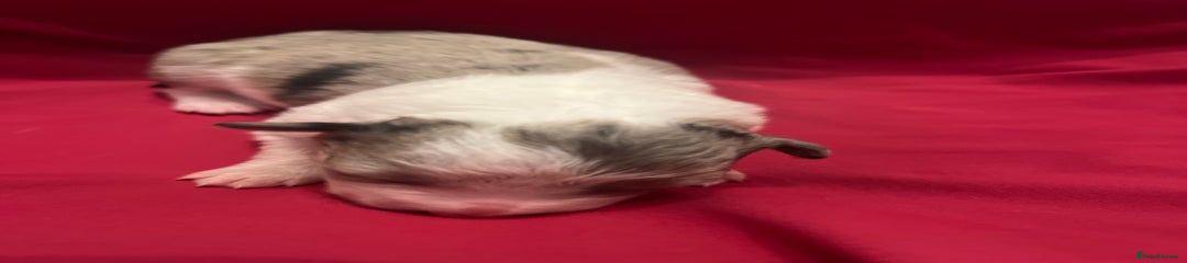 Border Collie Puppy 9