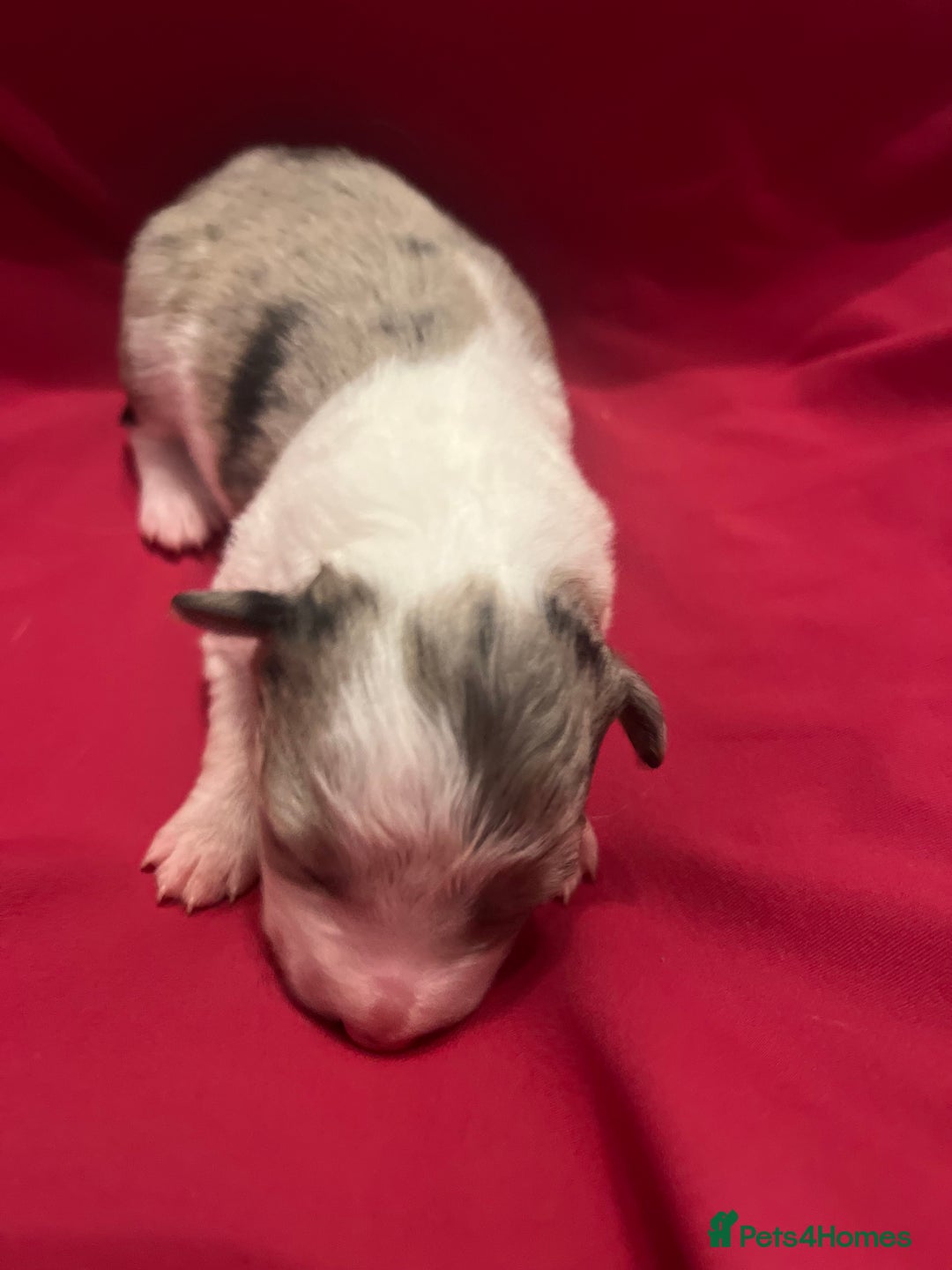 Border Collie dogs for sale: **🐾 Adorable Border Collie Puppies for Sale! 🐾** - Image 8