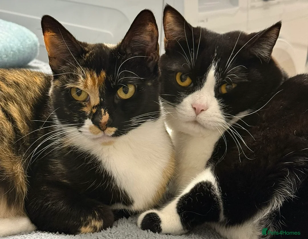 Domestic Shorthair cats for sale: Candy - Advert 2