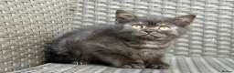 Scottish Fold cats for sale: Scottish fold X BSH - Advert 7