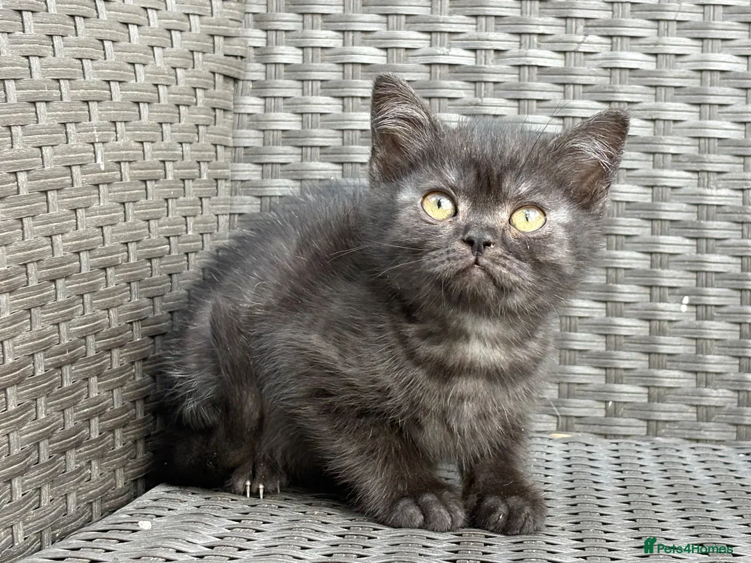 Scottish Fold cats for sale: Scottish fold X BSH - Advert 7