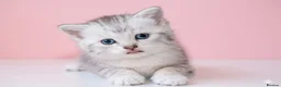 Scottish Fold cats for sale: Scottish fold and straight kittens 🐾🐾 - Advert 9