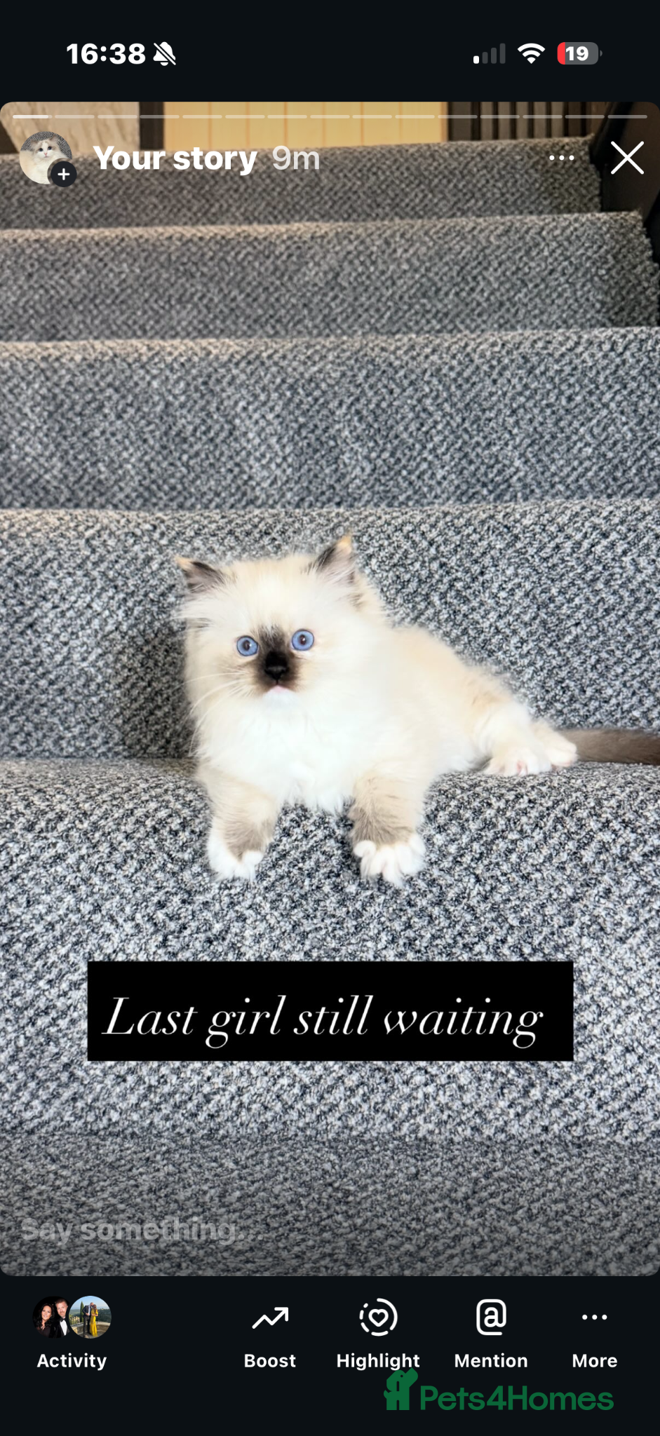 Ragdoll cats GCCF REGISTERED DNA TESTED PARENTS  - Advert 2