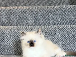 Ragdoll cats GCCF REGISTERED DNA TESTED PARENTS - Advert 2