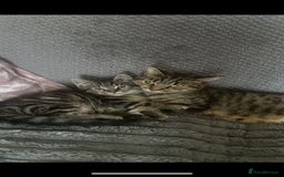 Mixed Breed cats for sale: 2 adorable kittens for sale  - Image 5
