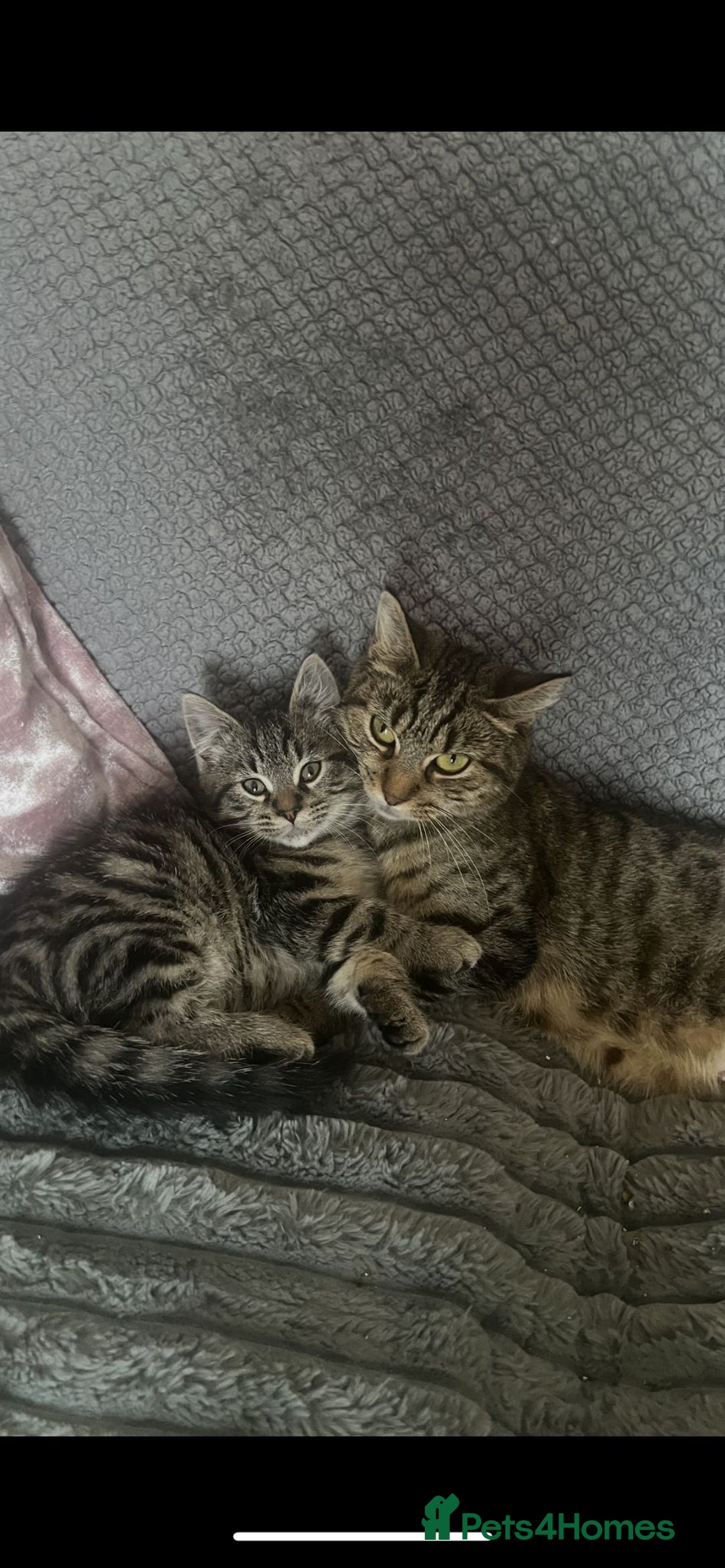 Mixed Breed cats for sale: 2 adorable kittens for sale  - Image 5