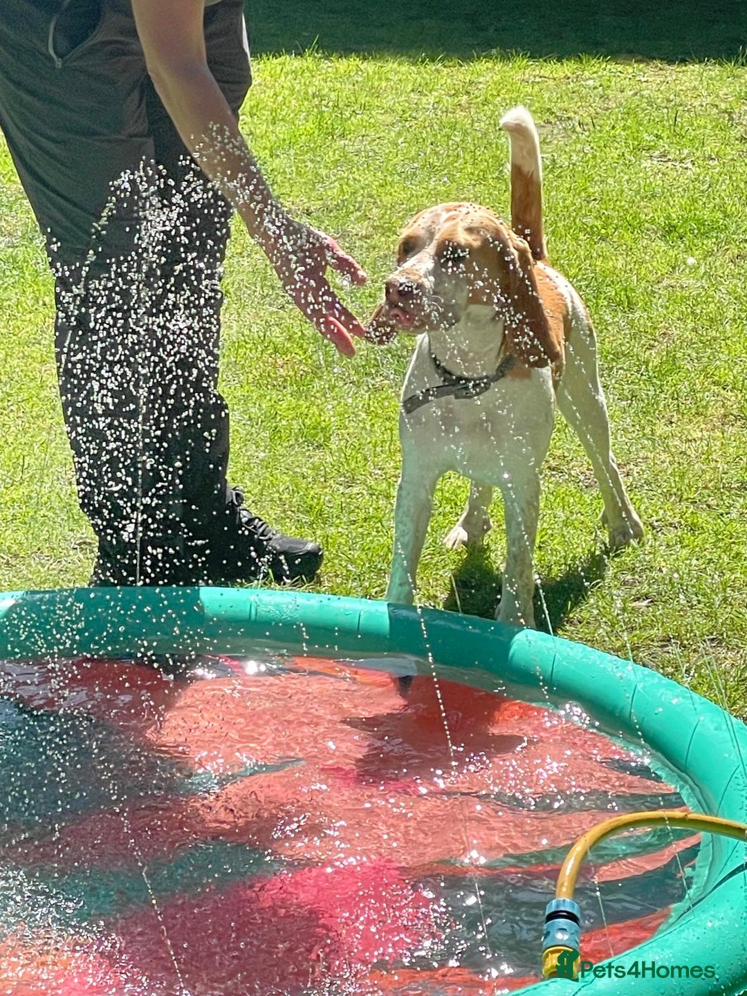 Beagle dogs for sale: Beagle boys for rehoming  - Image 2