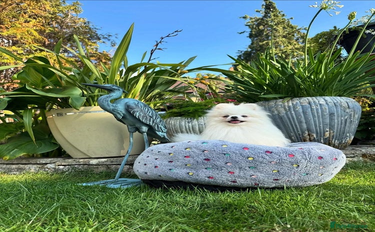 Pomeranian dogs in London - Advert 8